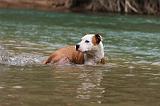 AMSTAFF  PUPPIES 039